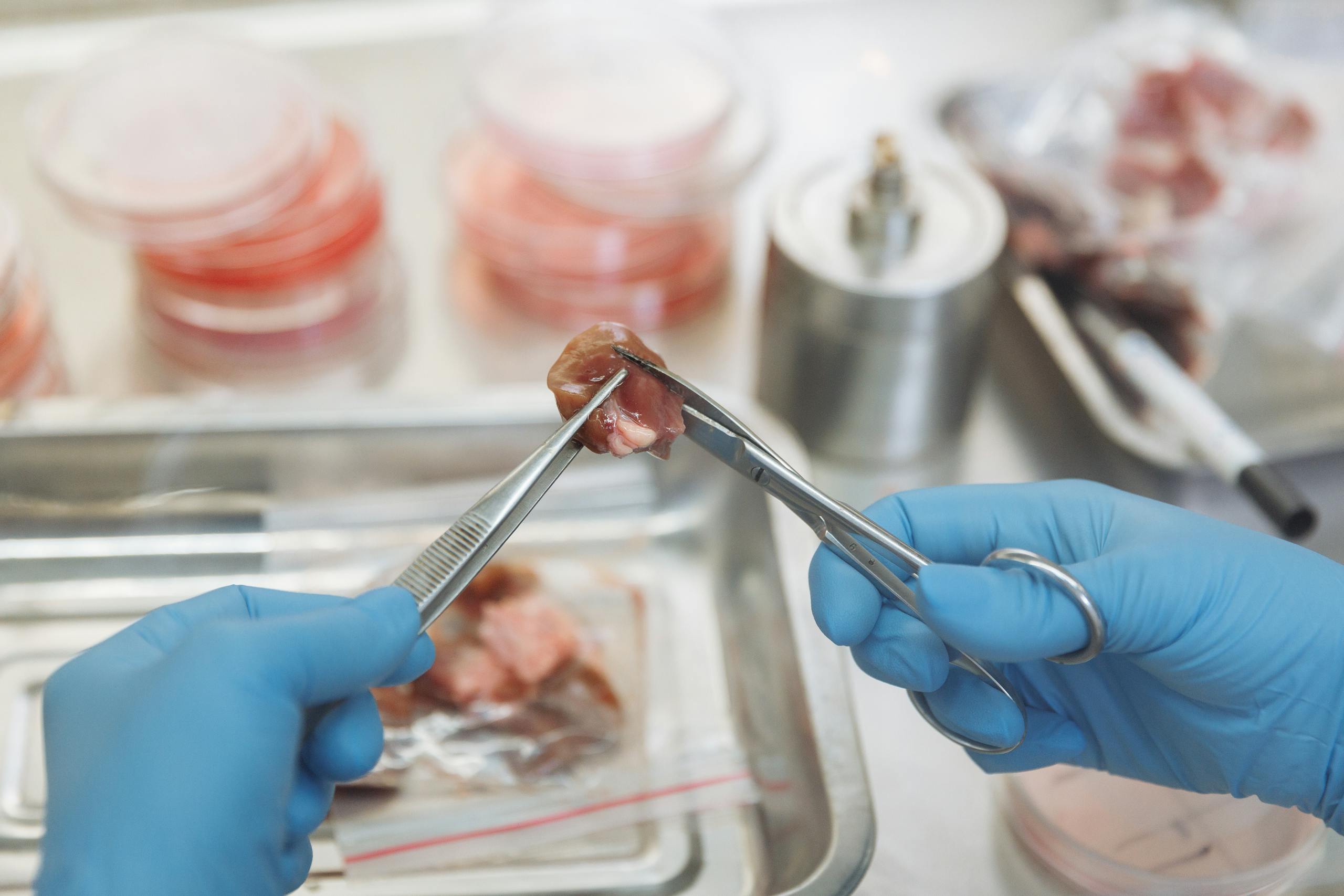 Scientist in laboratory dissecting meat sample for experimentation and study.